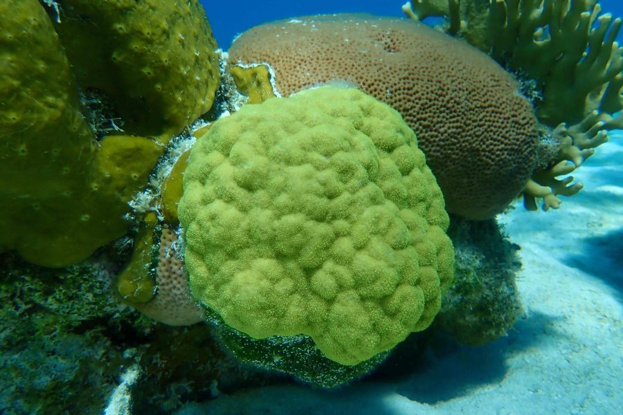 Unraveling Coral Secrets: How Diverse Reproduction Strategies Influence the Future of Caribbean Reefs
