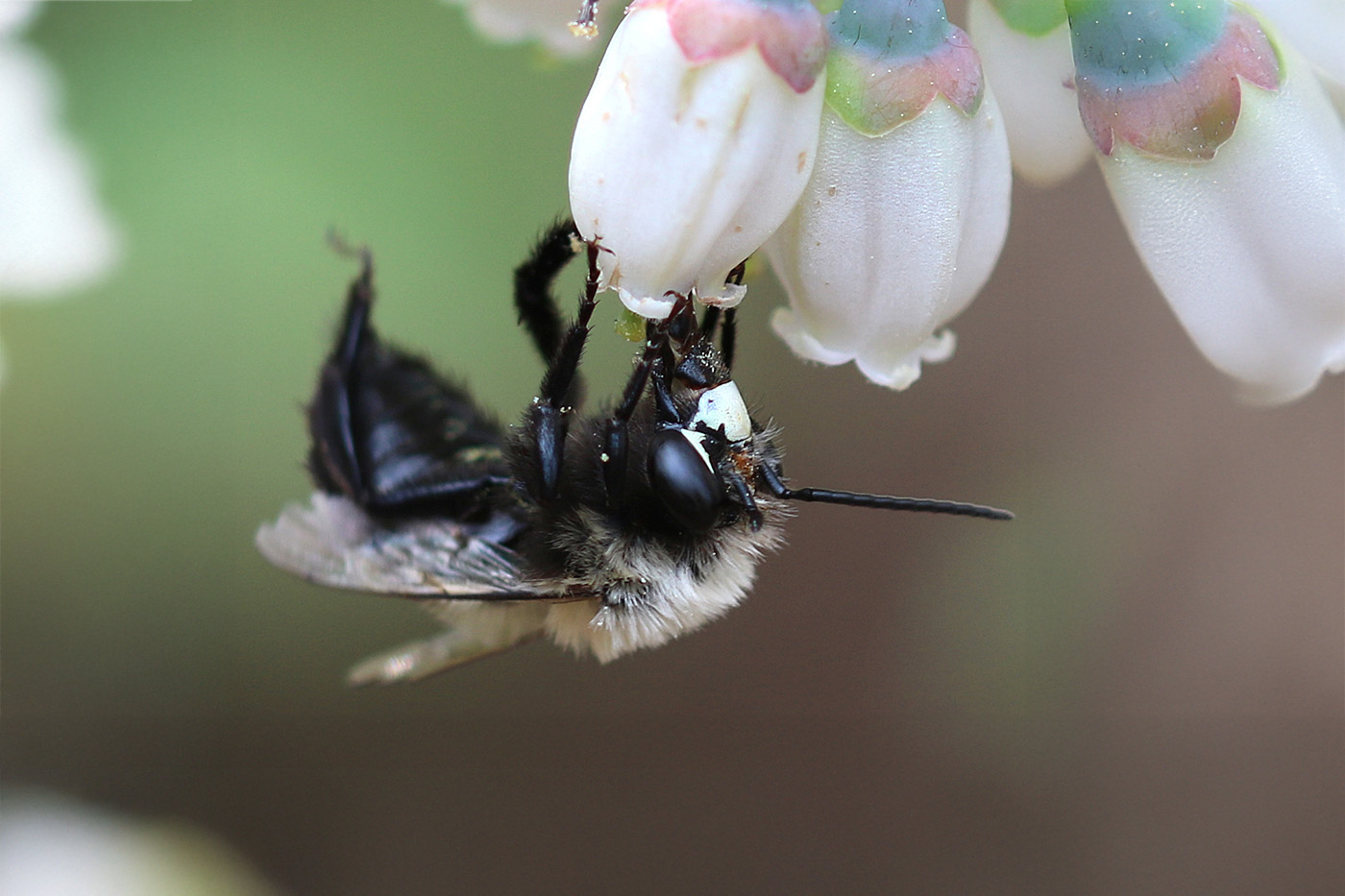The Essential Role of Wild Bees in Georgia’s Blueberry Harvest: Insights from CAES Research