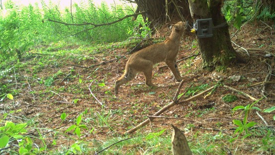 program-seeks-nys-volunteers-to-track-wildlife-with-trail-cameras