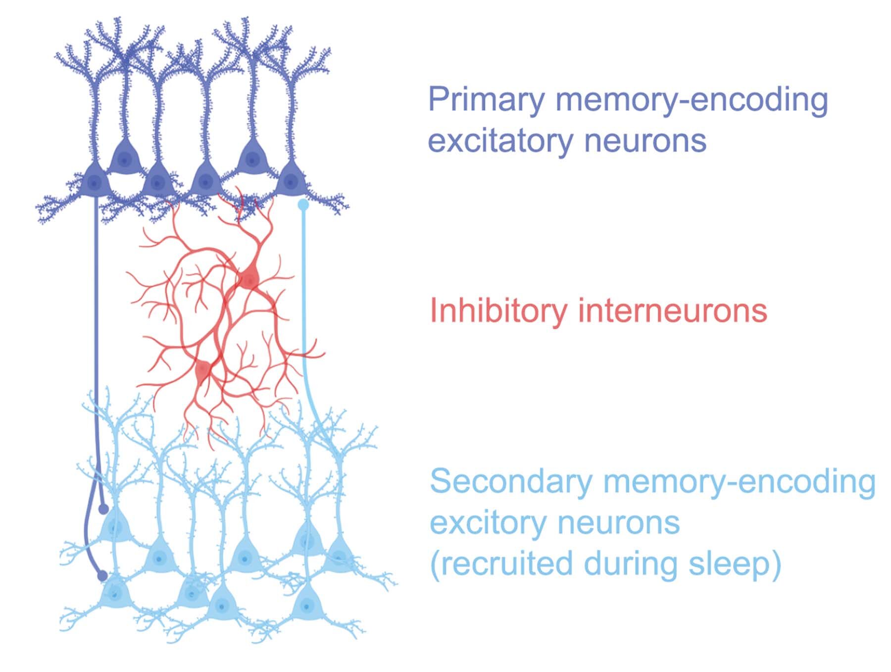 A Shared Sleep Rhythm Could Enhance Memory Retention and Distinction