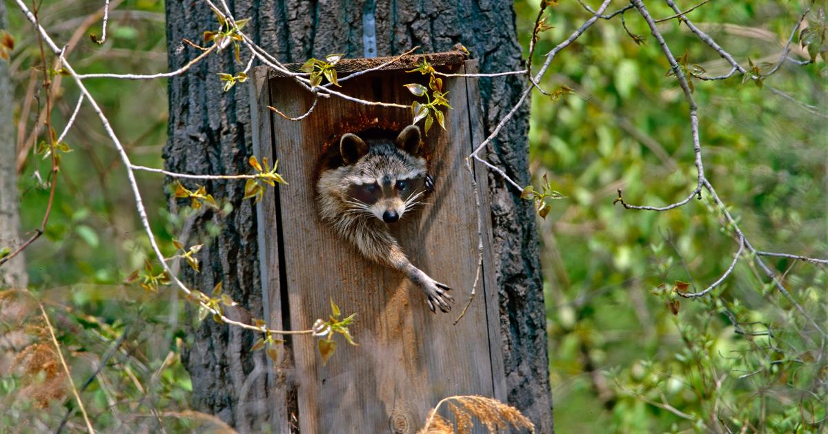 Revolutionary Soil DNA Technique Enhances Urban Wildlife Management
