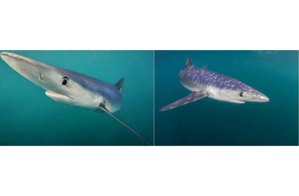 merging-ai-and-underwater-photography-to-reveal-hidden-ocean-worlds