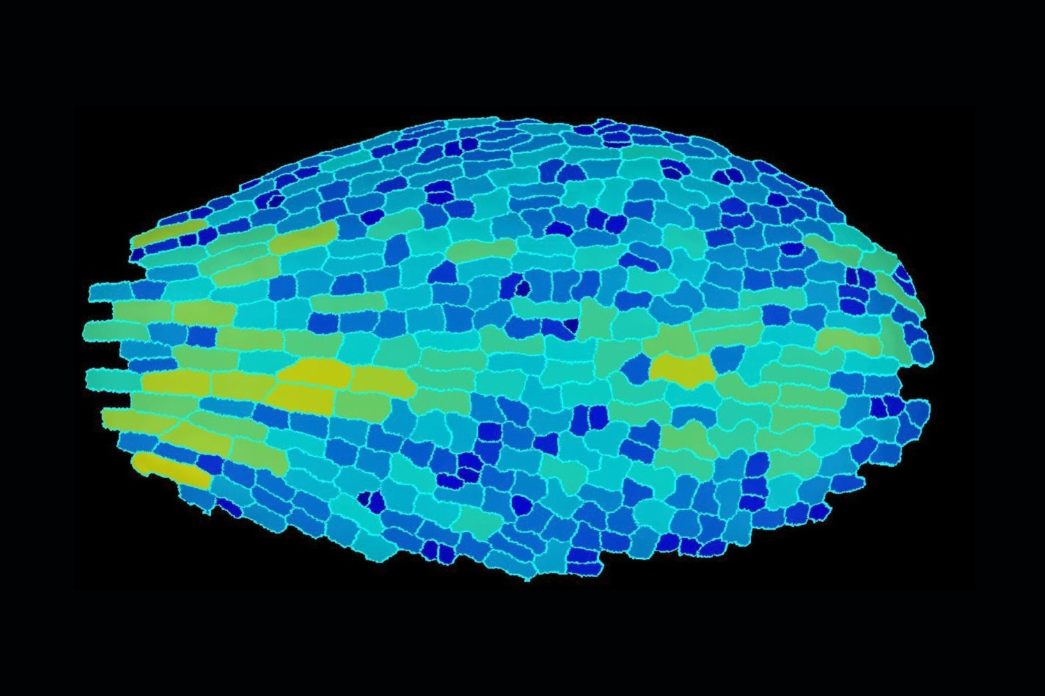one-surprising-fact-about-plant-cells