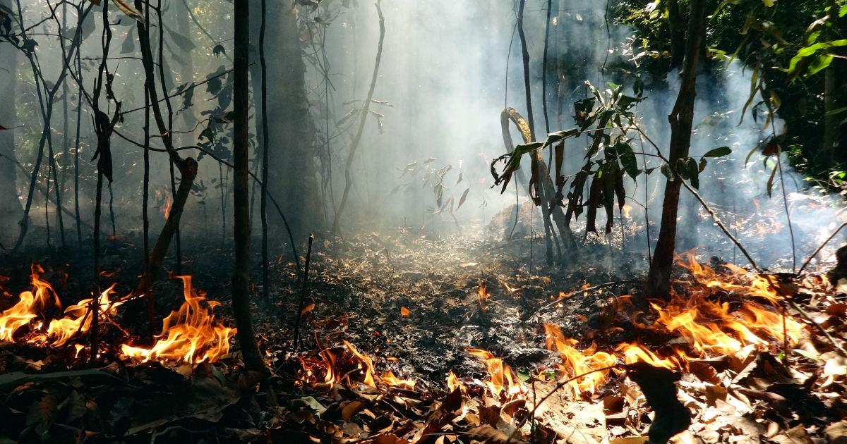 Tropical Forests: Nearing a Critical Tipping Point?