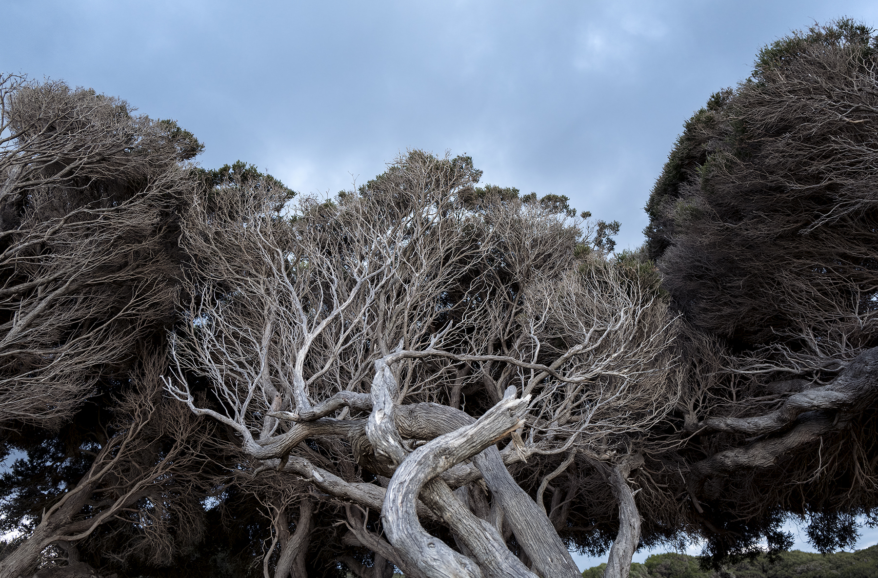 A tree on the Australian coast.