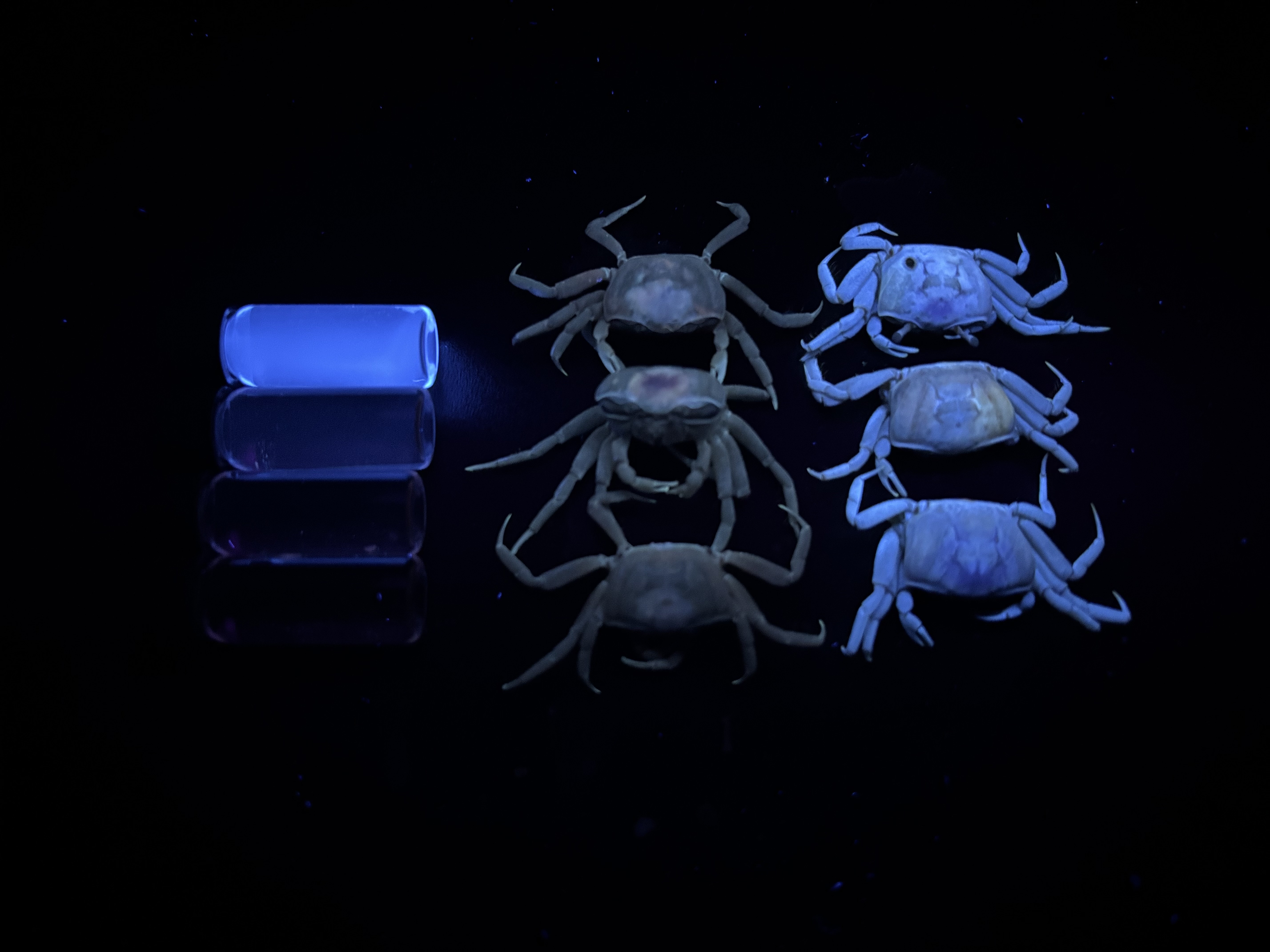 crabs