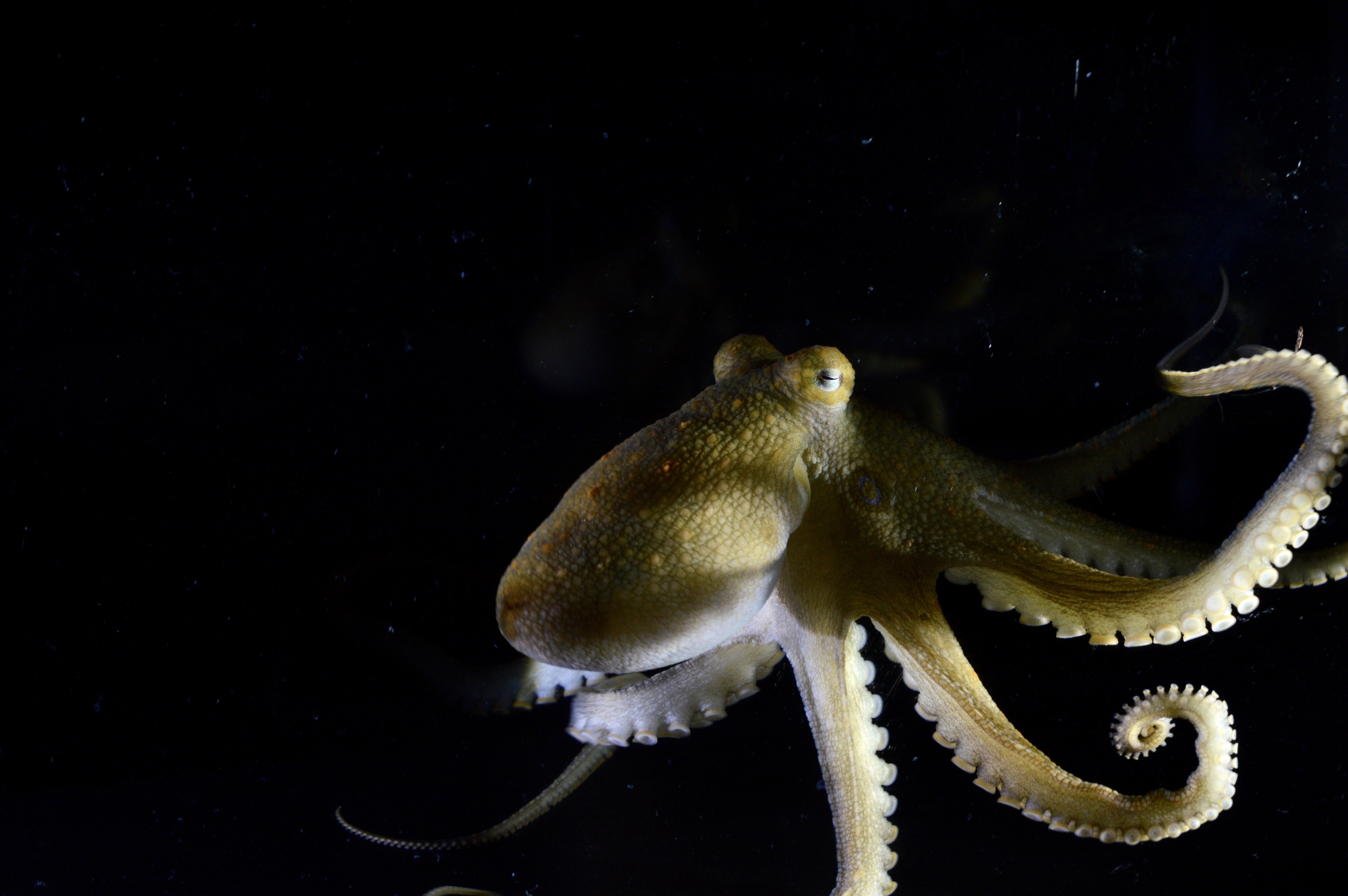 octopus
