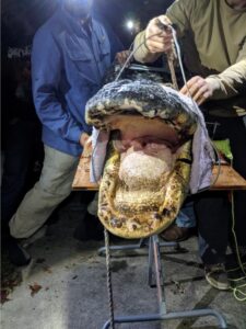 A close up of the open mouth of a large alligator being held by researchers.