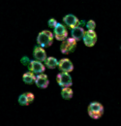 Revealing the Mechanisms Behind Cellular Space Allocation for New Growth