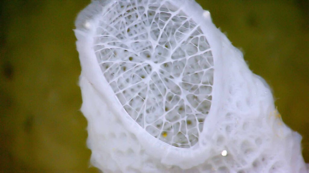 Inspired by the lightweight skeletons of deep-sea sponges, engineers are developing advanced metamaterials that adapt to extreme environments. A new study bridges macro- and nanoscale self-assembly to advance robotics, engineering, and information technology. Image credit: NOAA Okeanos Explorer Program, INDEX-SATAL 2010