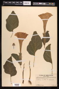 Nature’s Palette: U-M Museums Showcase Insect and Plant Collections at Toledo Museum of Art