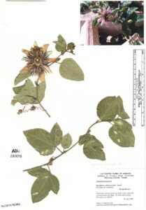 Nature’s Palette: U-M Museums Showcase Insect and Plant Collections at Toledo Museum of Art
