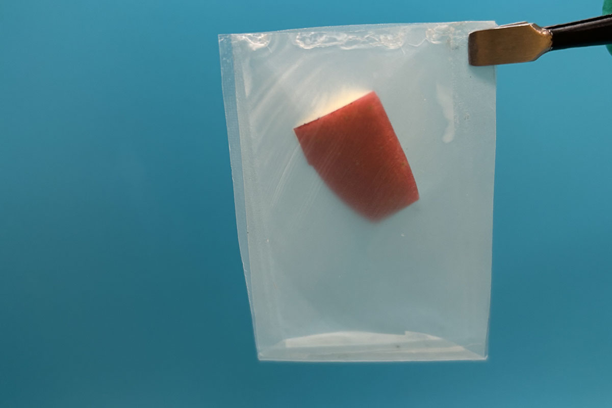 Nature’s Blueprint: Elevating Bioplastics with Leaf-Inspired Design