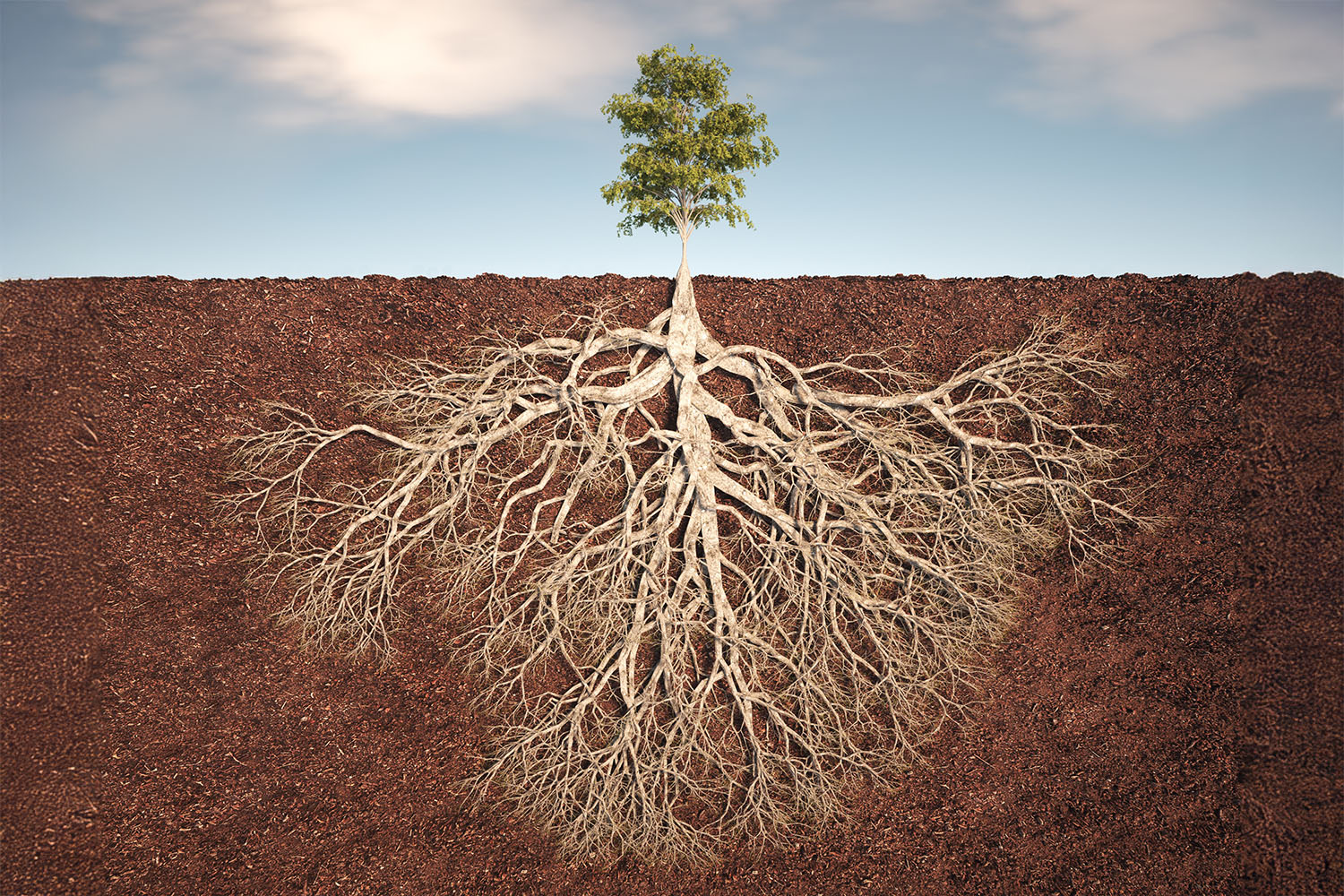Unveiling AI Bias: How Do You Envision a Tree?