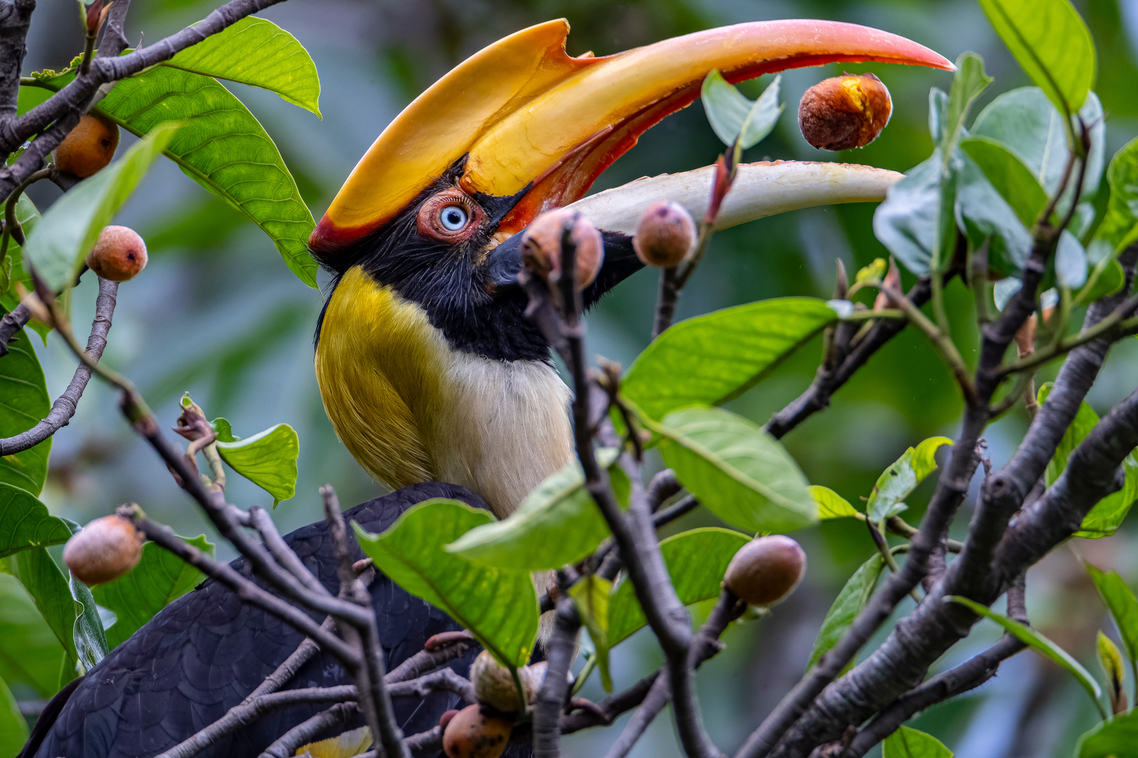 The Essential Role of Animals in Forest Carbon Capture