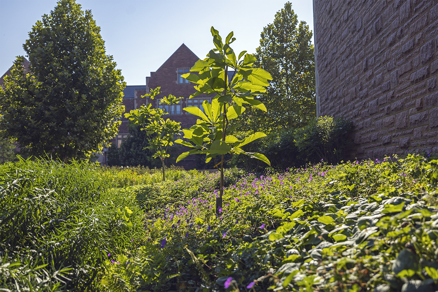 WashU Arboretum Earns Prestigious National Recognition