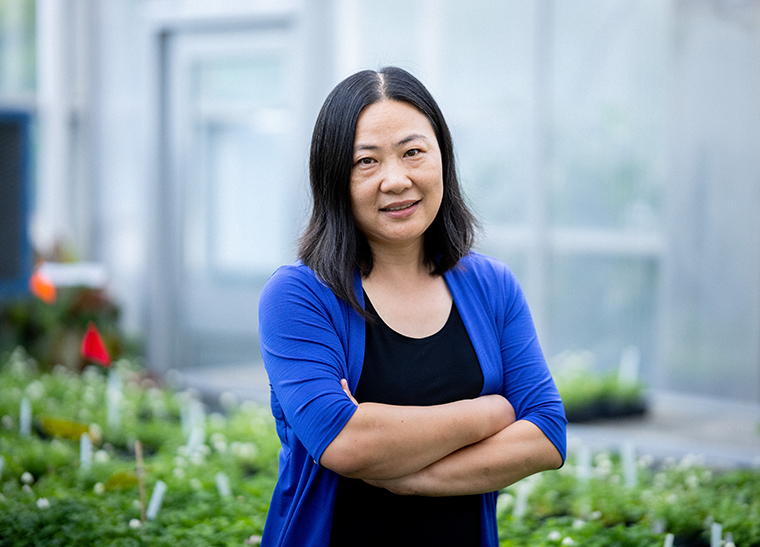 Exploring Plant Resilience: Zhong’s Research on Nutrient Stress Adaptation
