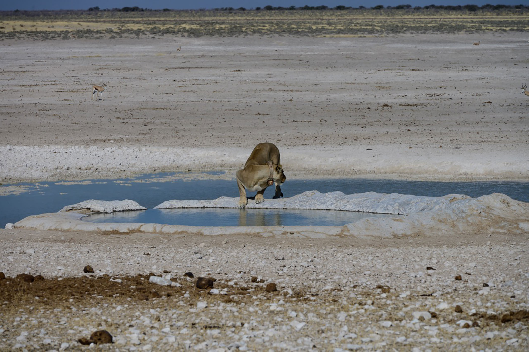 The Dynamic Dance of Lions and Hyenas: How Humans and Nature Shape Their Movements