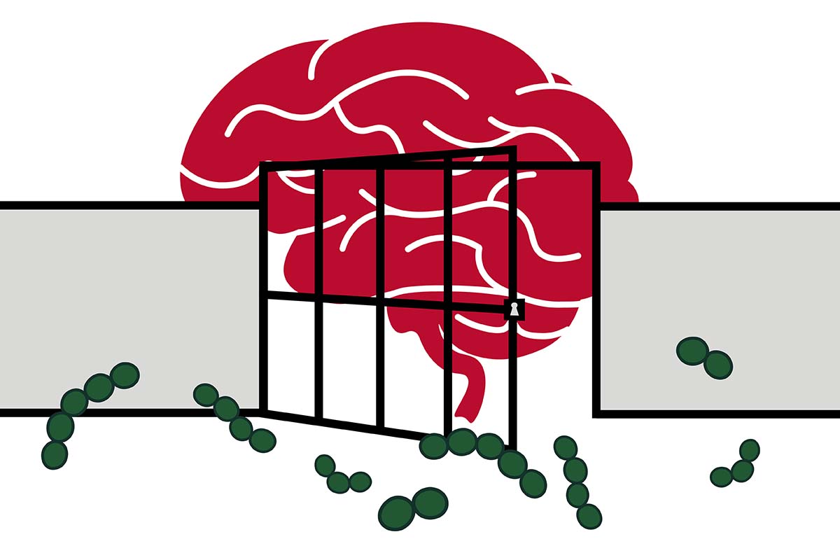 Brain’s Defenders: How Immune “Bouncers” Ward Off Infections