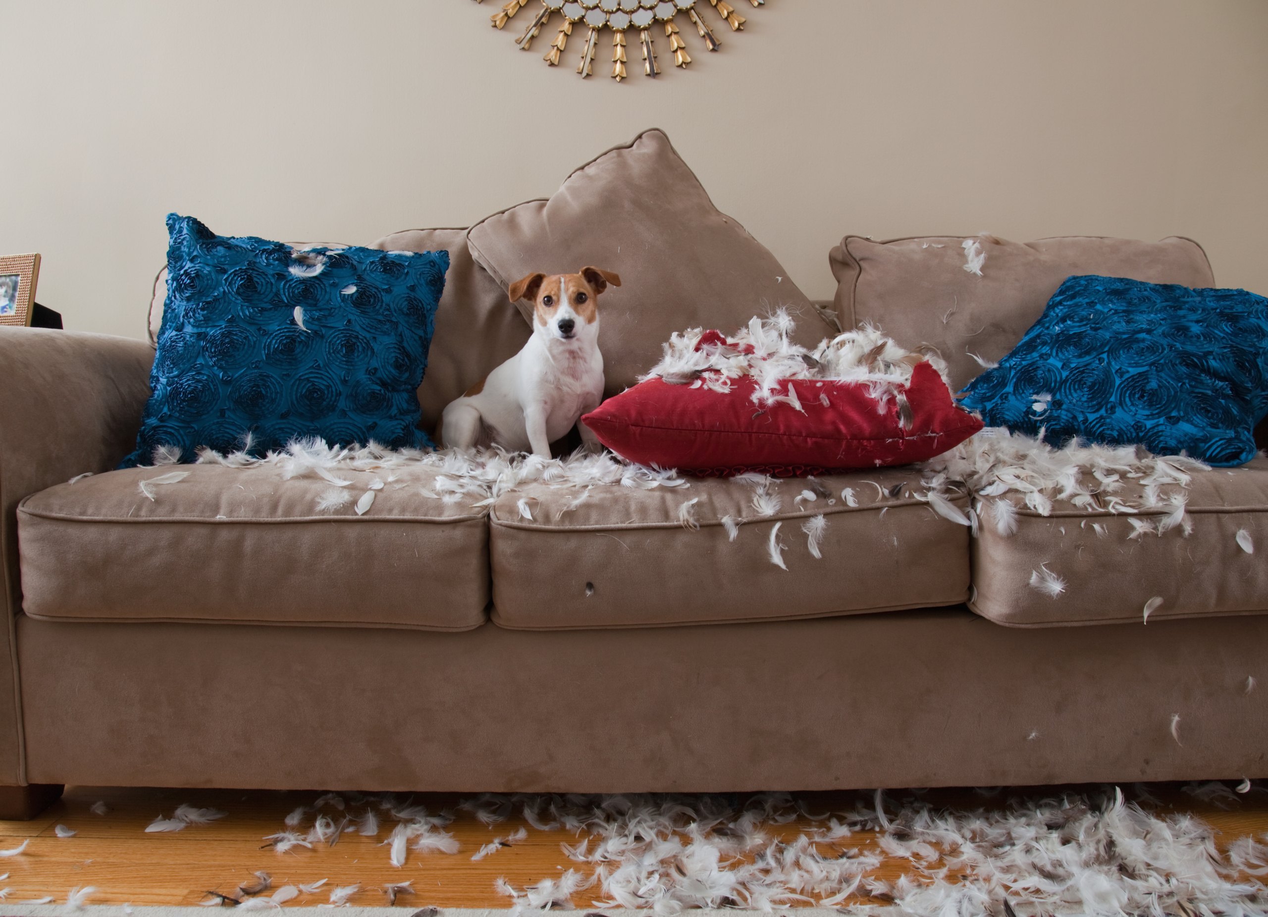 Guarding Your Fur Friends: Preventing Caval Syndrome in Pets