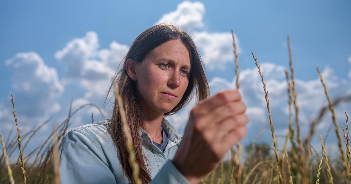 Intermediate wheatgrass offers new option for Kentucky growers