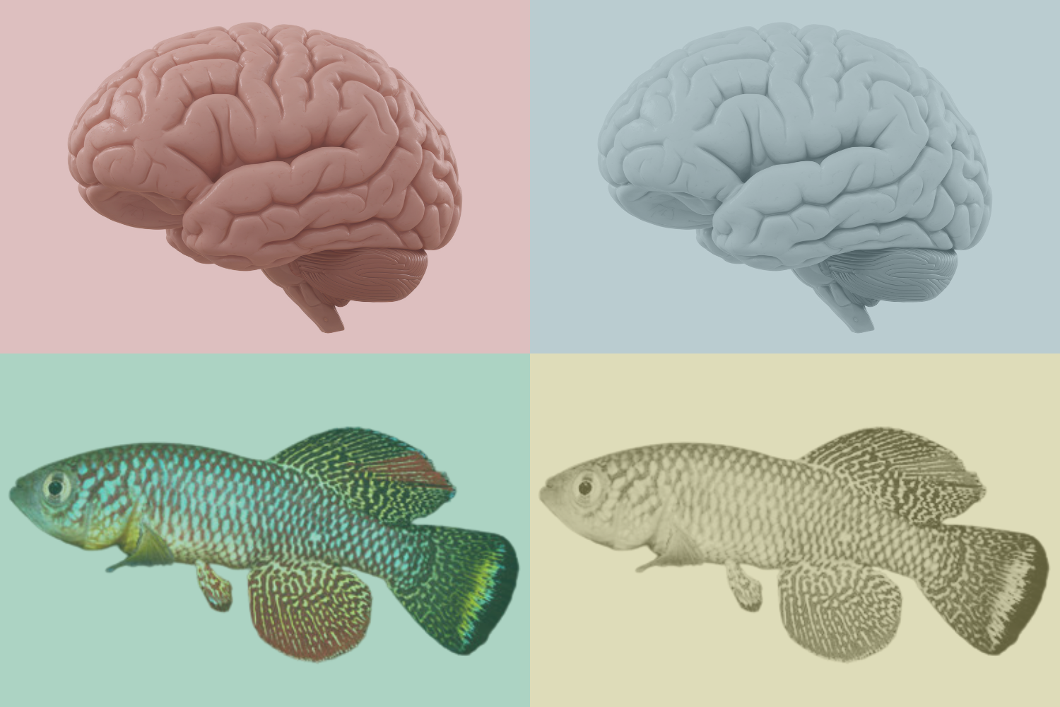 Unveiling the Secrets of Brain Aging: A Breakthrough Study Reveals Key Mechanisms