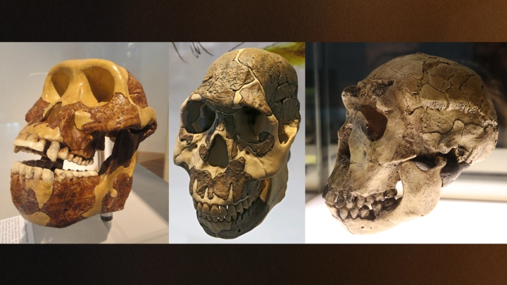 Dietary Shifts That Shaped Human Evolution