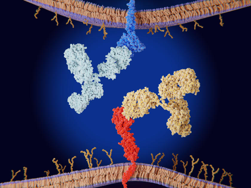 how-immune-checkpoint-inhibitors-can-induce-diabetes