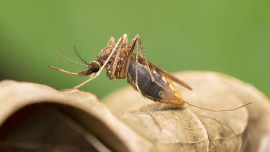 The Unintended Consequences of Mosquito Control on Public Health Inequities
