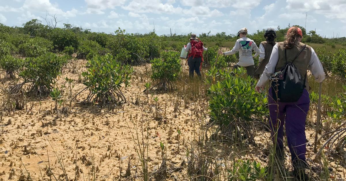 everglades-ecosystems-show-mixed-reactions-to-rising-sea-levels