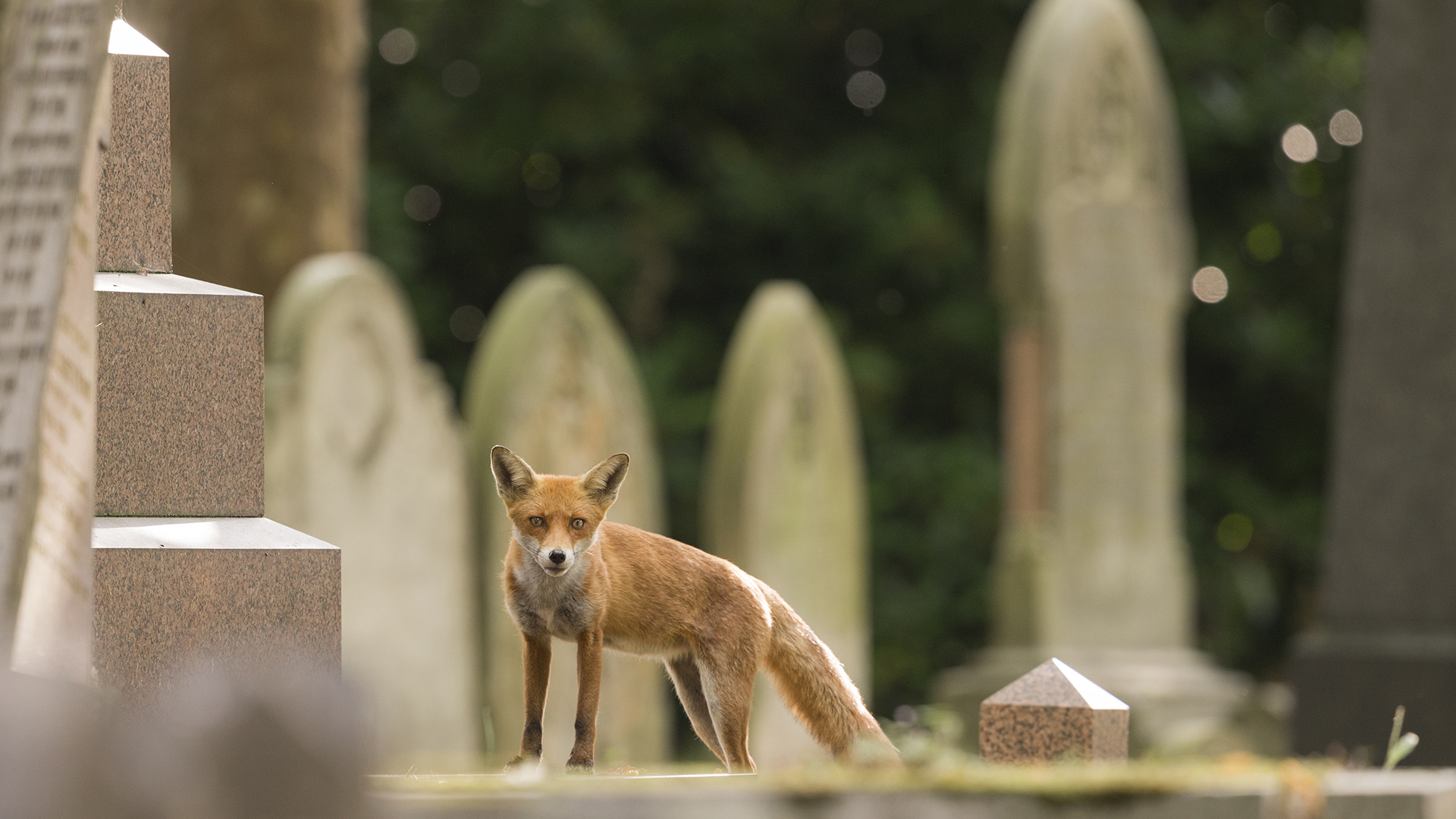 Urban Wildlife Evolution: How Religion, Politics, and Conflict Shape Nature’s Adaptation