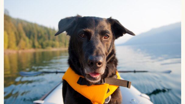 your-pet’s-lake-day-survival-guide-for-the-fourth-of-july