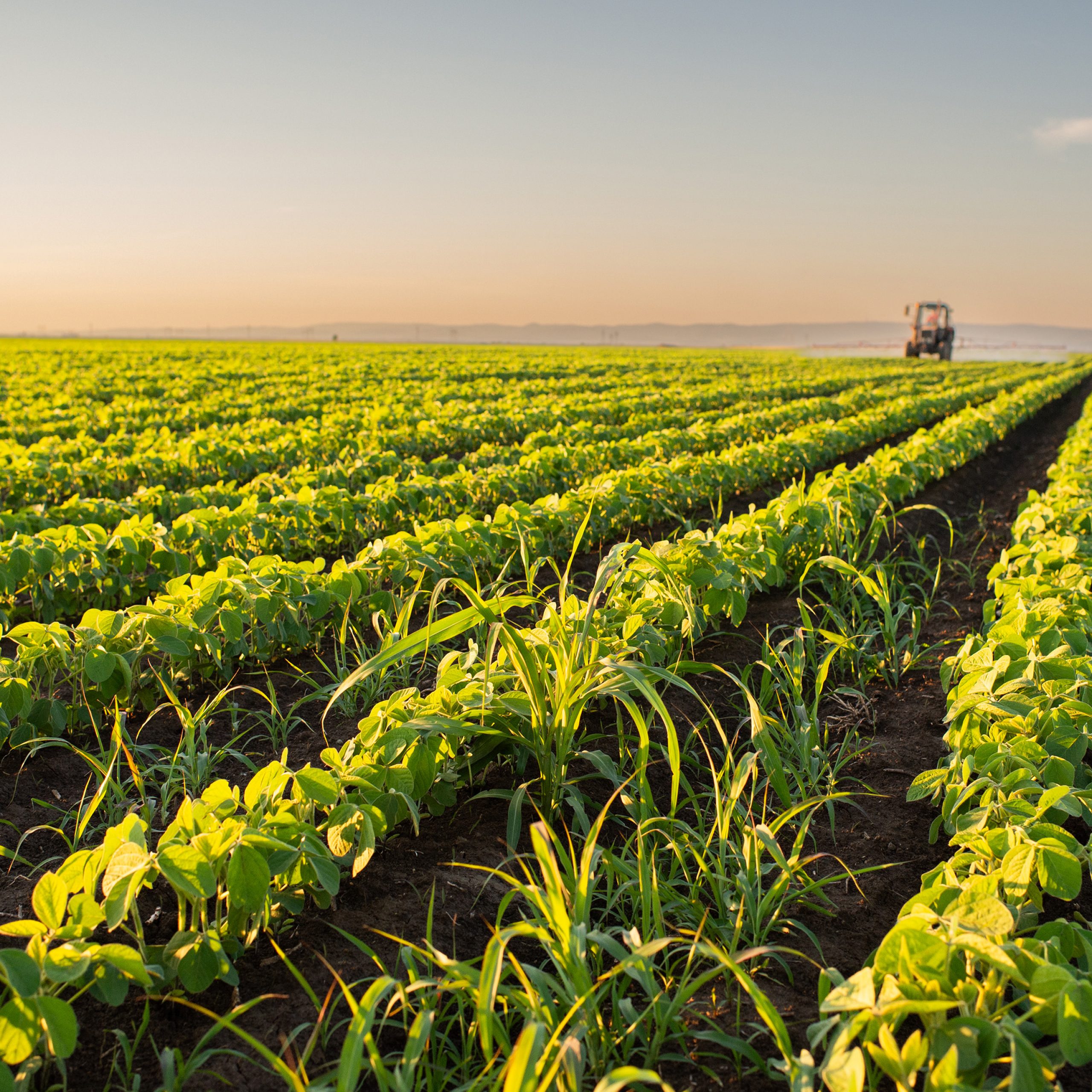 study-shows-how-a-common-fertilizer-ingredient-benefits-plants