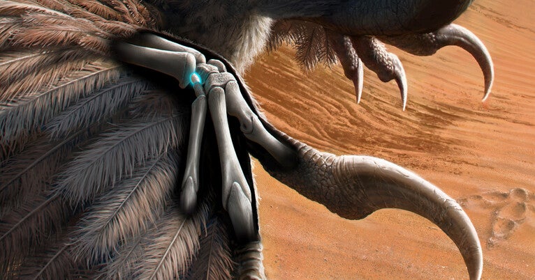 this-wrist’s-twist-is-its-link-between-dinosaurs-and-birds