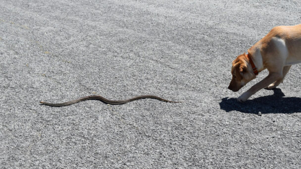 close-encounters-of-the-venomous-kind:-keeping-pets-safe-during-snake-season