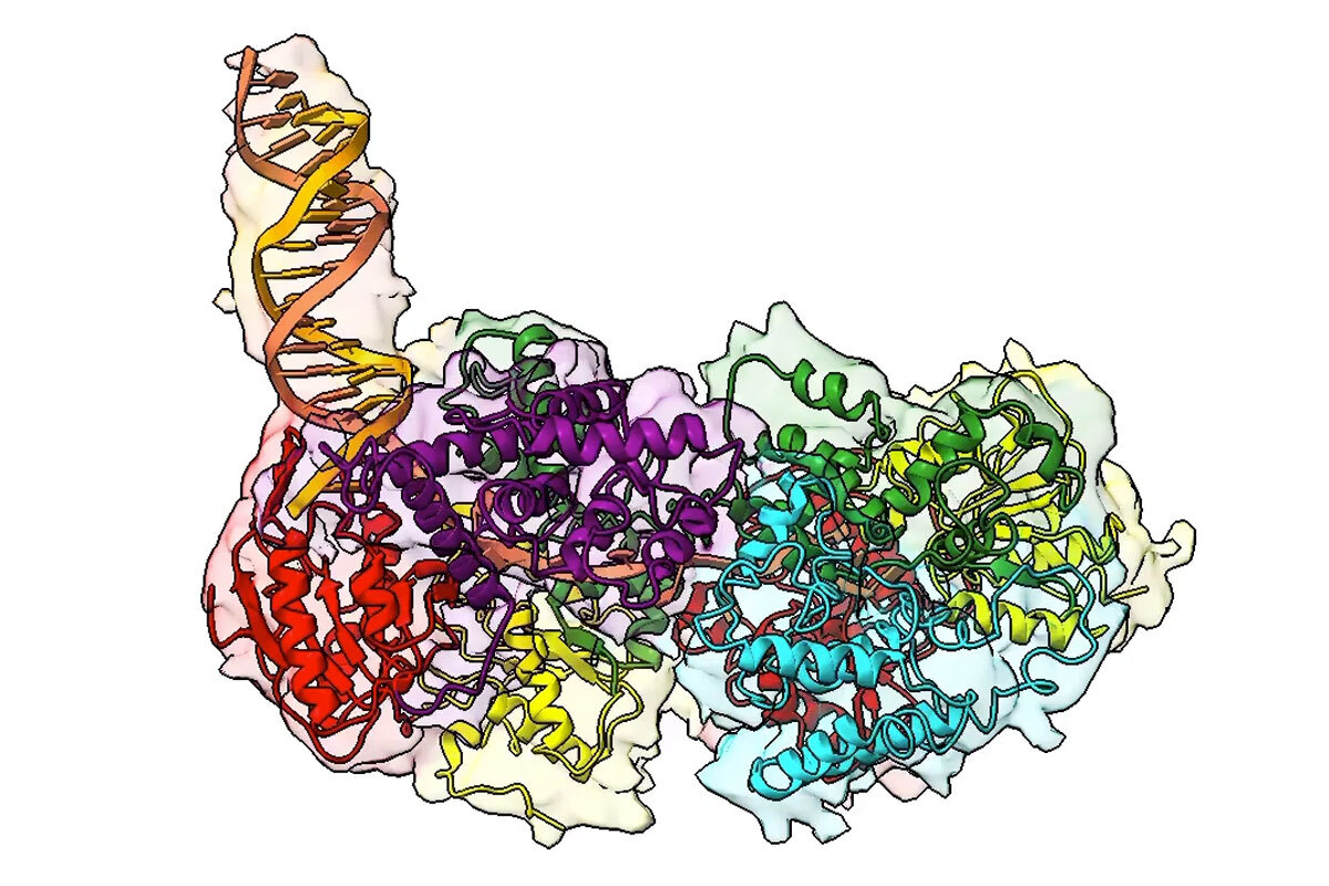 Revealing the 3D Blueprint of Cell Division: A Breakthrough Discovery