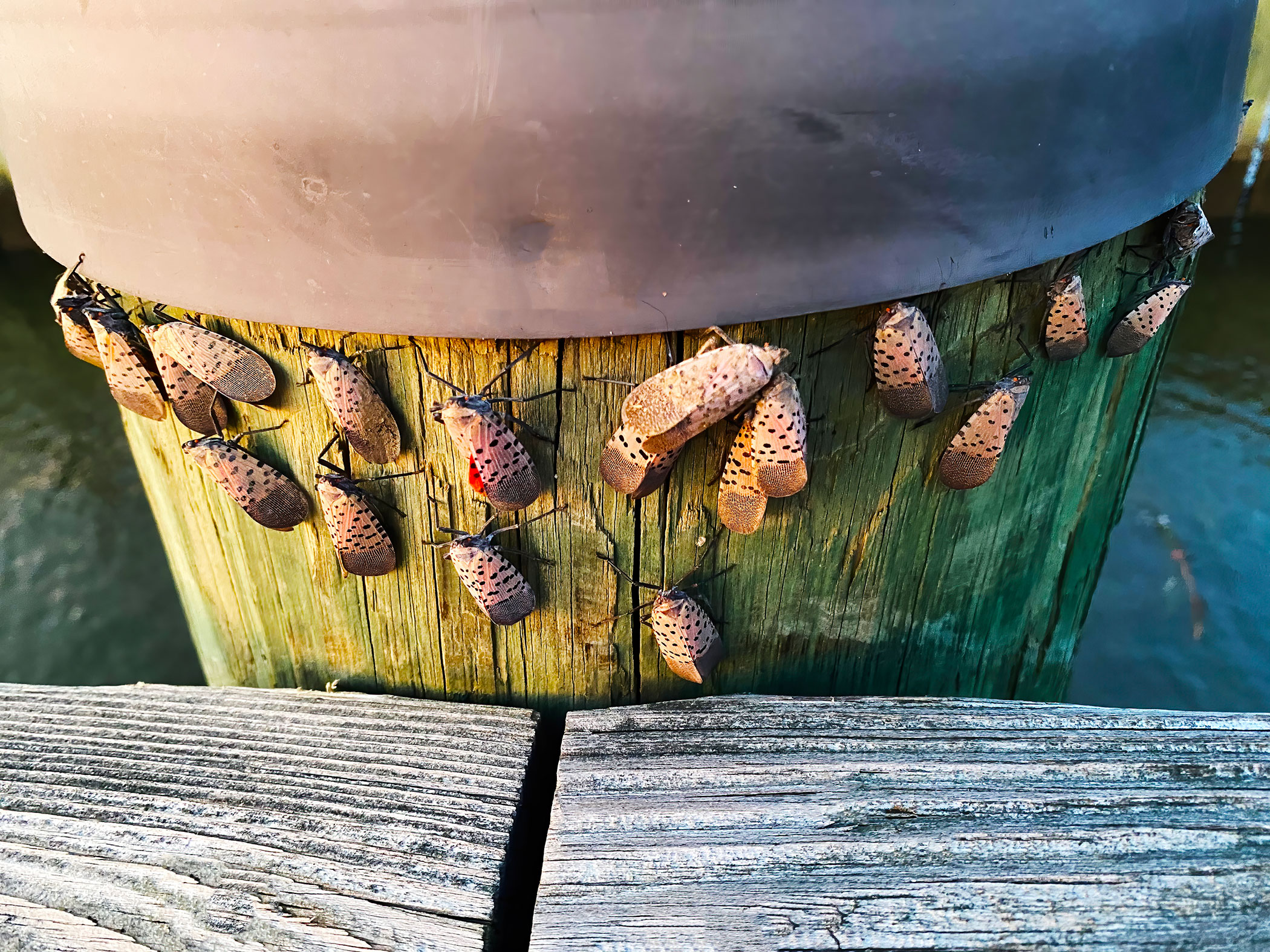 **Emerging Threat in Georgia: The Spotted Lanternfly Invasion**