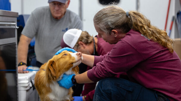 Nurturing Our Four-Legged Heroes