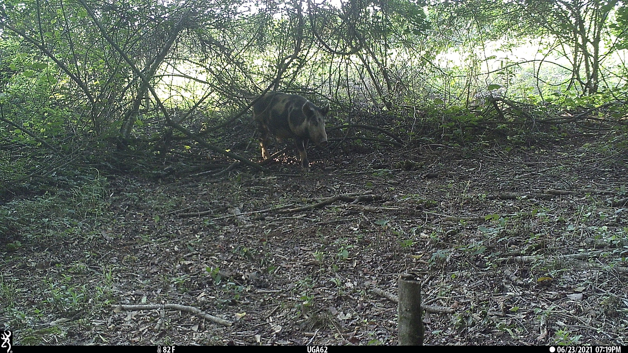 The Impact of Wild Boars on Georgia’s Farming Landscape