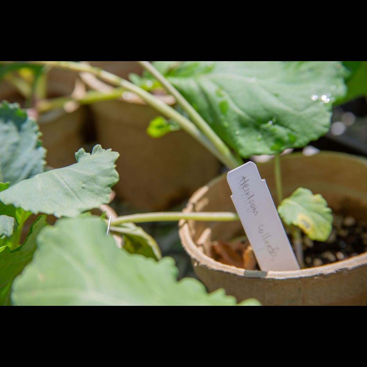 community-led-collard-evolution