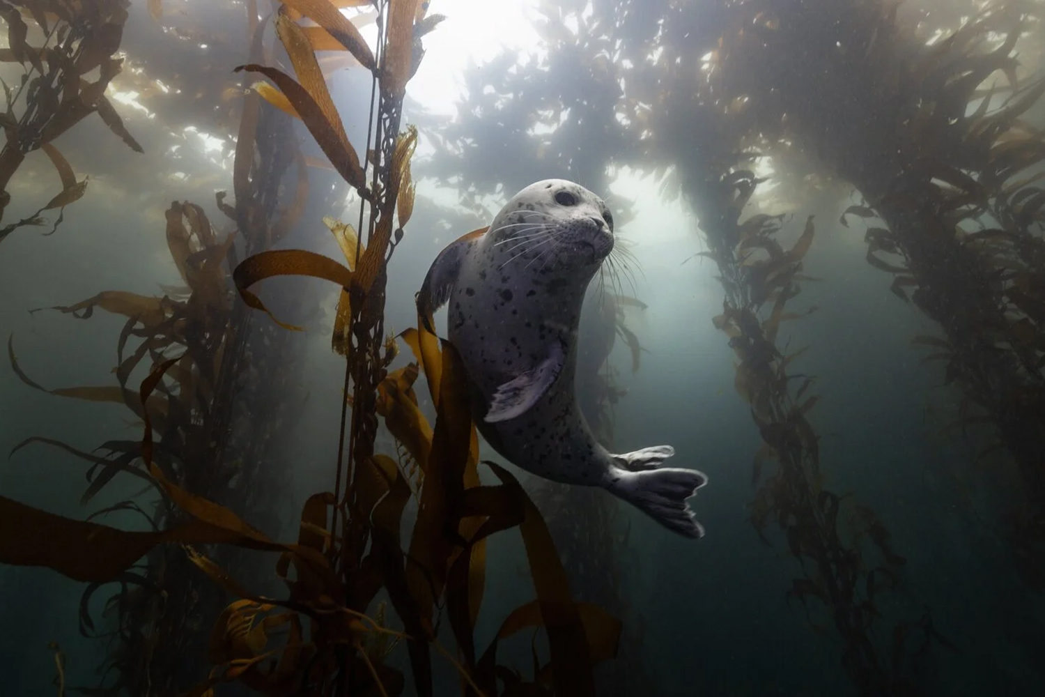 four-new-projects-to-advance-ocean-health