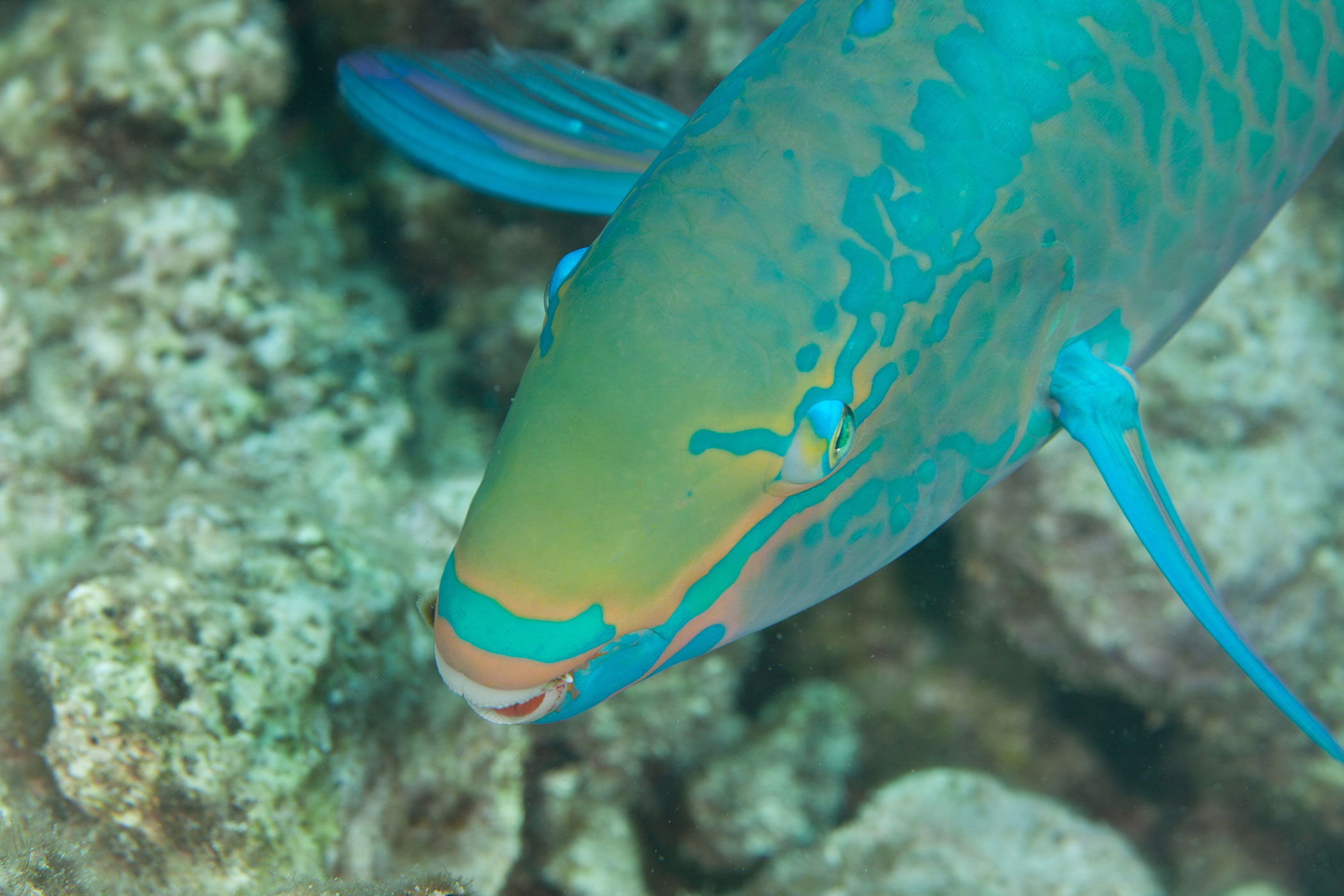 Rainbow Parrotfish: A Surprising Culprit in Florida Keys Coral Bleaching
