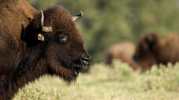 The Rising Challenge of Drug-Resistant Parasites in Bison Ranching