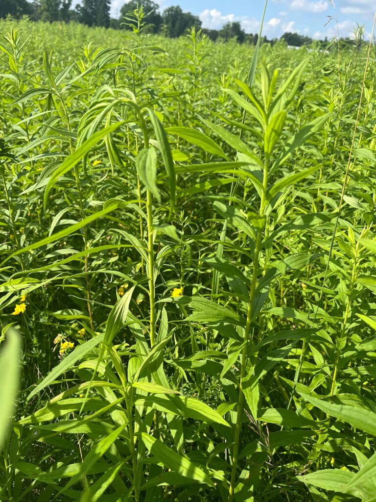 Goldenrods Thrive in Fertile Soil: A Study on their Evolving Defensive Traits