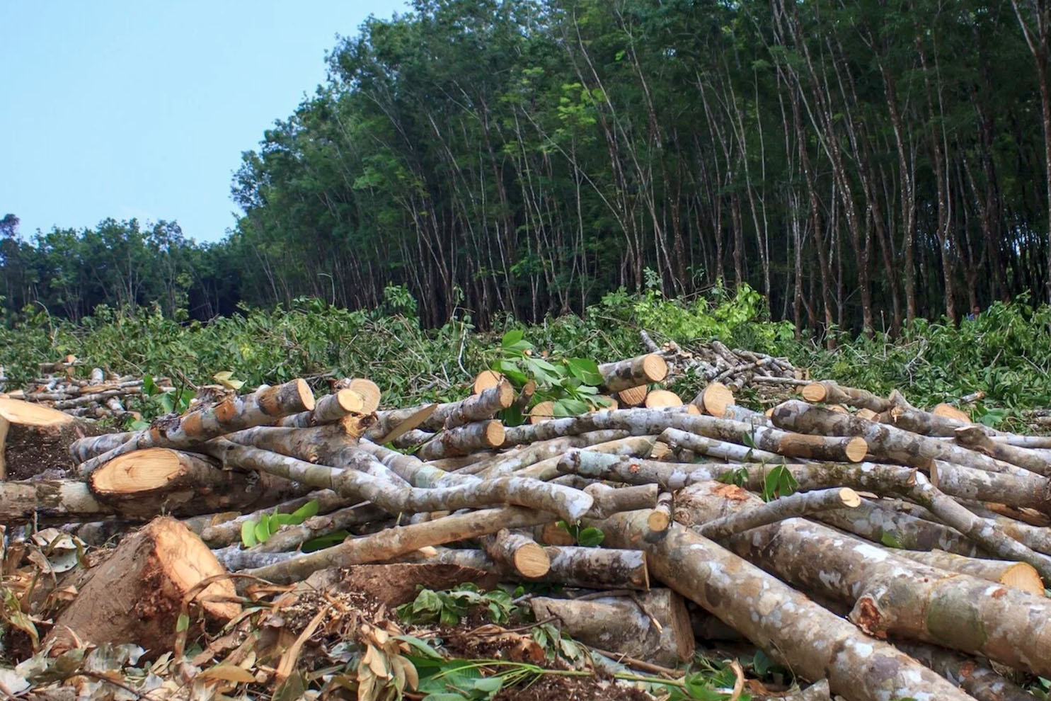 Revamping Incentives: A Path to Forest Conservation and Farmer Empowerment