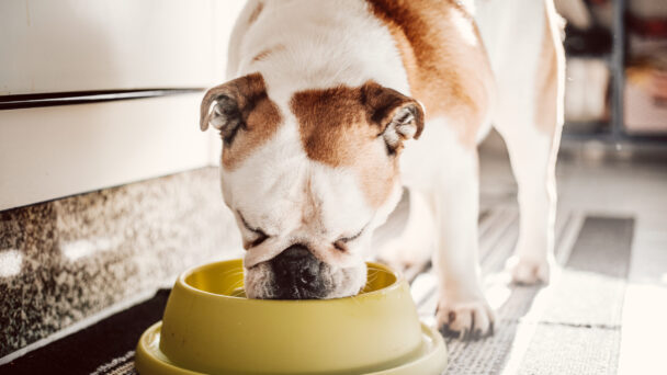 Exploring the Connection Between Dog Breeds, Their Environments, and Obesity in Canines