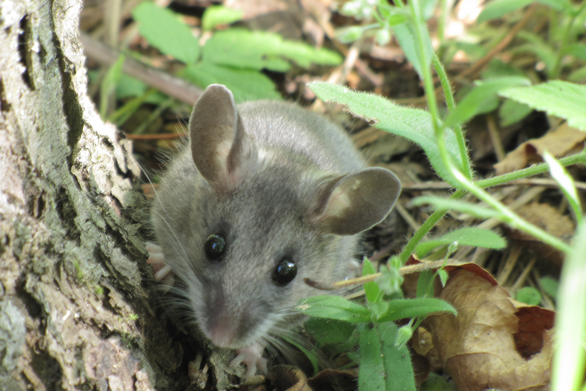 When You’re a Deer Mouse Under Attack: Your Game Plan Against Dive-Bombing Birds