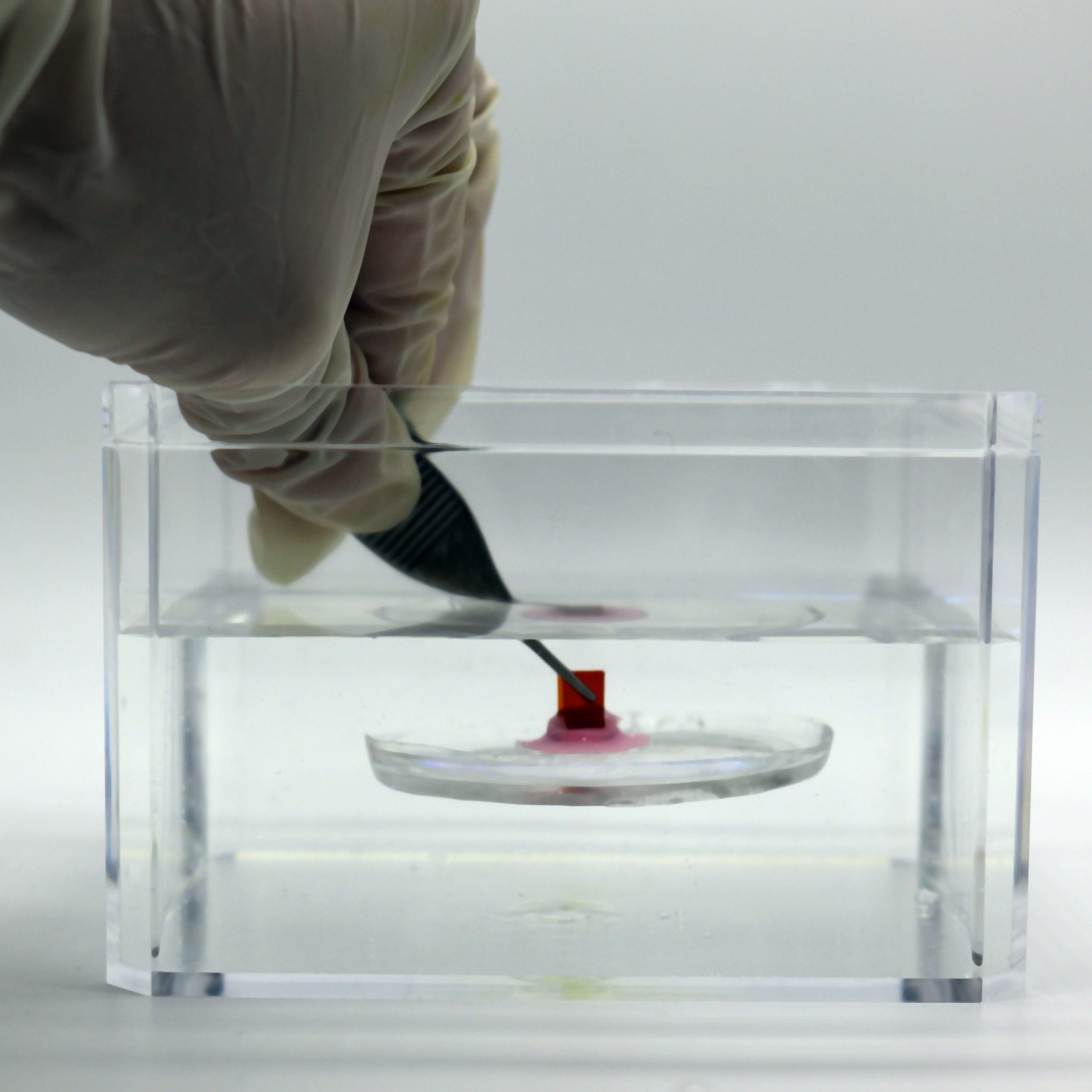 Underwater Innovation: Adhesive Inspired by Hitchhiking Sucker Fish for Soft Surfaces