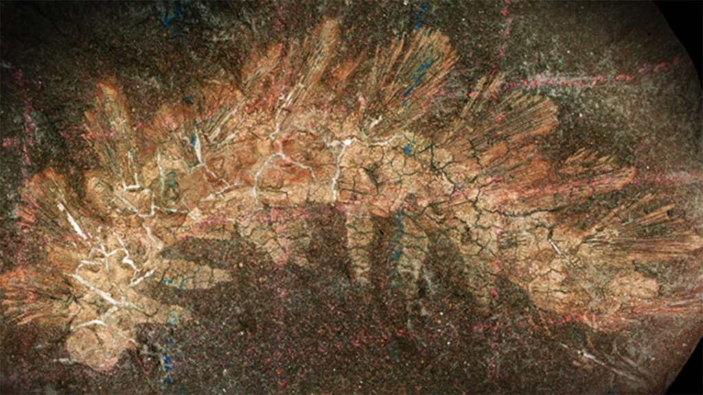 From Mistake to Marvel: The 150-Year Odyssey of a Fossil That Revolutionized Evolutionary Understanding