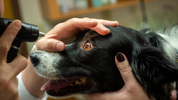 Understanding Canine Glaucoma: Essential Insights for Pet Owners